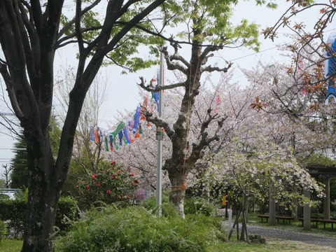 20260406玉川小学校 (15)