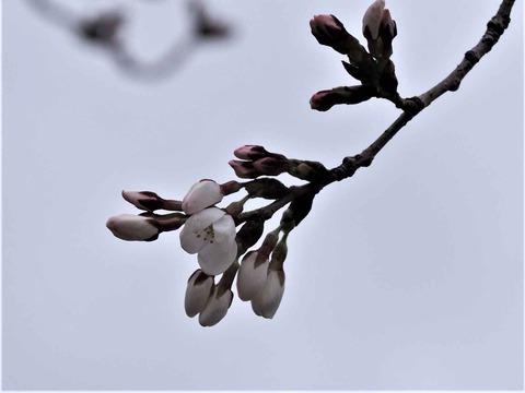 20230318高槻城公園桜 (1)