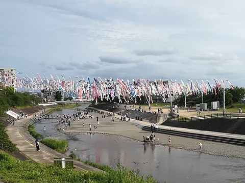 20240427こいのぼり (1)