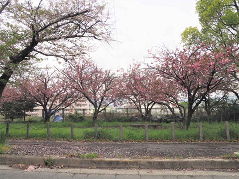 20230408郡家本町 (1)
