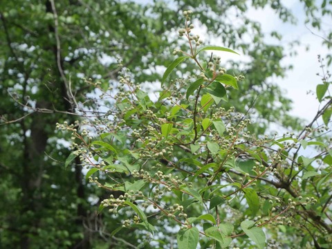 20260502玉川の里うの花 (2)