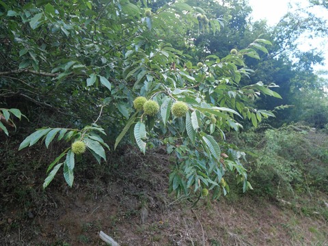 20260901樫田中畑 (32)