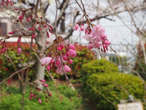 20230325筒井池公園 (10)