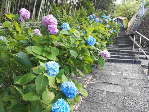20240603安岡寺アジサイ (8)