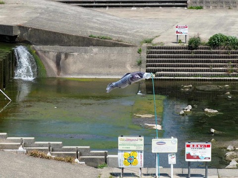 20250426芥川鉄橋堰 (4)