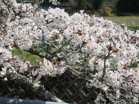 202504112樫田桜 (21)