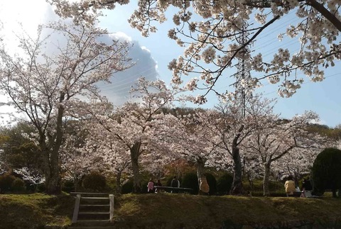 20200402sakura6