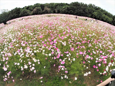 20221022万博記念公園 (54)