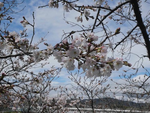 20260326芥川桜堤 (13)