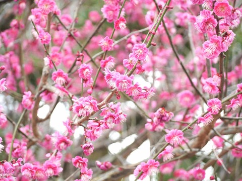 20250315阿久刀神社 (12)