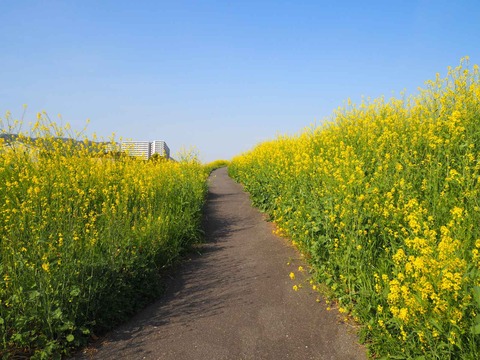20230401島本上牧セイヨウカラシナ  (12)