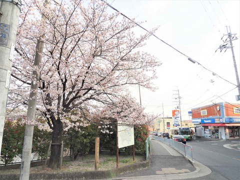 20230401桜 (15)