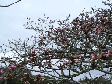 20260331桜 (122)