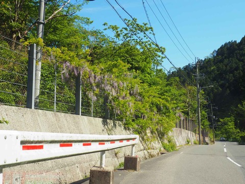 20220504樫田新緑 (16)