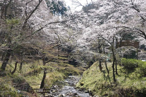 20200405sakura7