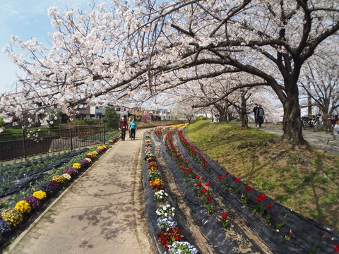 20240406チューリップ (16)