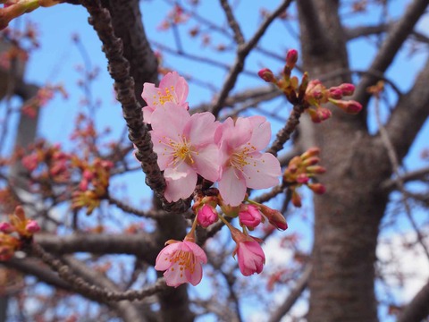 20230303河津桜筒井池 (7)