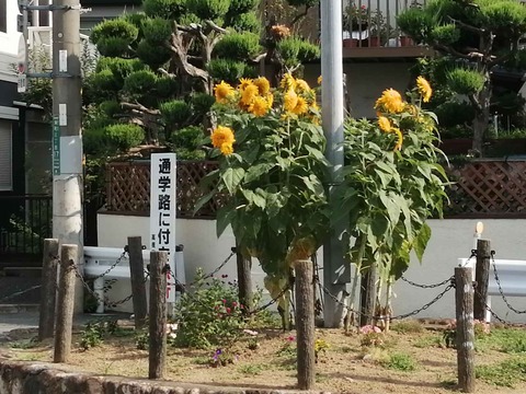 20220808川添 (1)