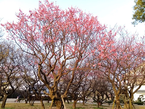 20250325高槻城公園梅 (6)