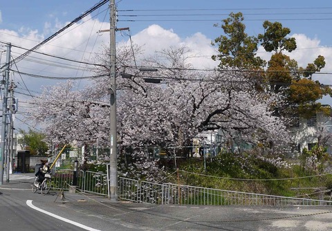 20200404sakura10