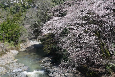 20200329sakura8
