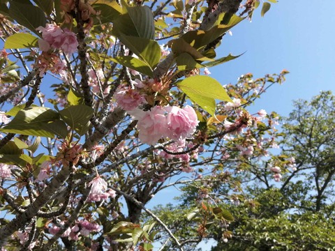 20220504樫田 (12)