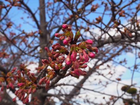 20230303河津桜筒井池 (10)