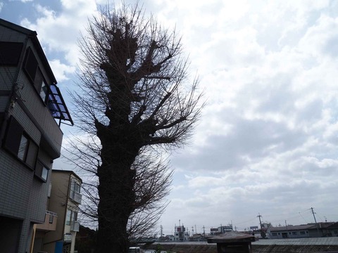 20230327大イチョウ (1)