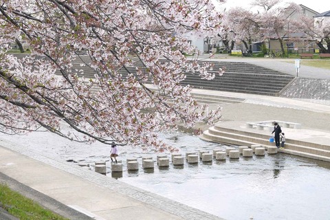 20200411sakura5