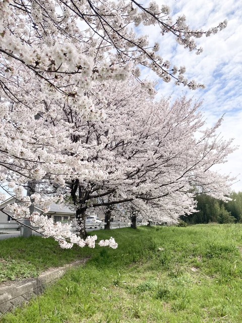 20240407桜番外 (3)