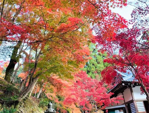 20221117神峯山寺 (9)