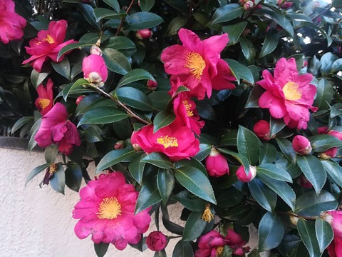 20250121さざんか (4)