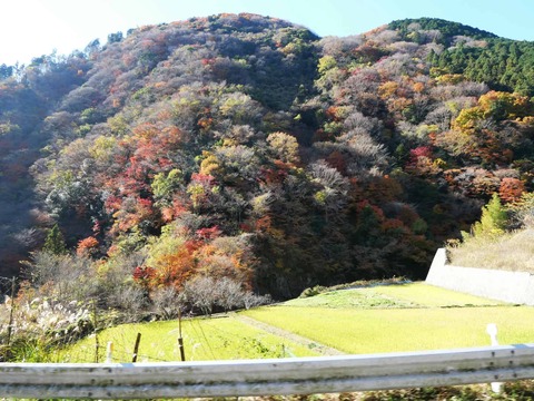 20241207府道6号紅葉 (41)