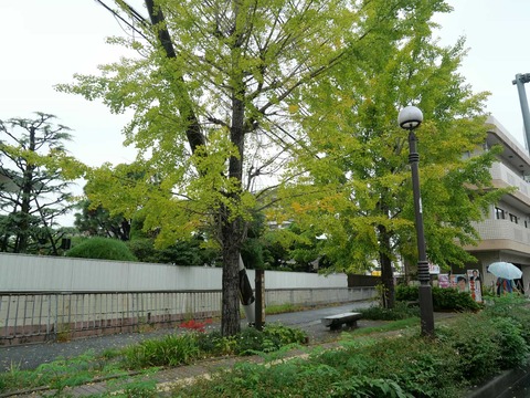 20251004新川イチョウ (2)
