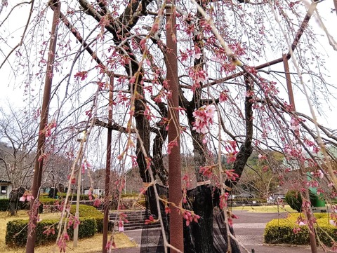 20250324さくら公園 (3)