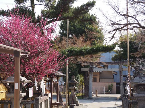 20220310阿久刀神社夫婦梅 (4)