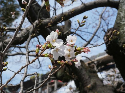 20260324桜 (24)