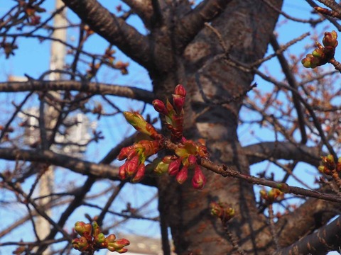 20220227筒井池 (5)