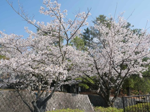 20260403桜 (43)