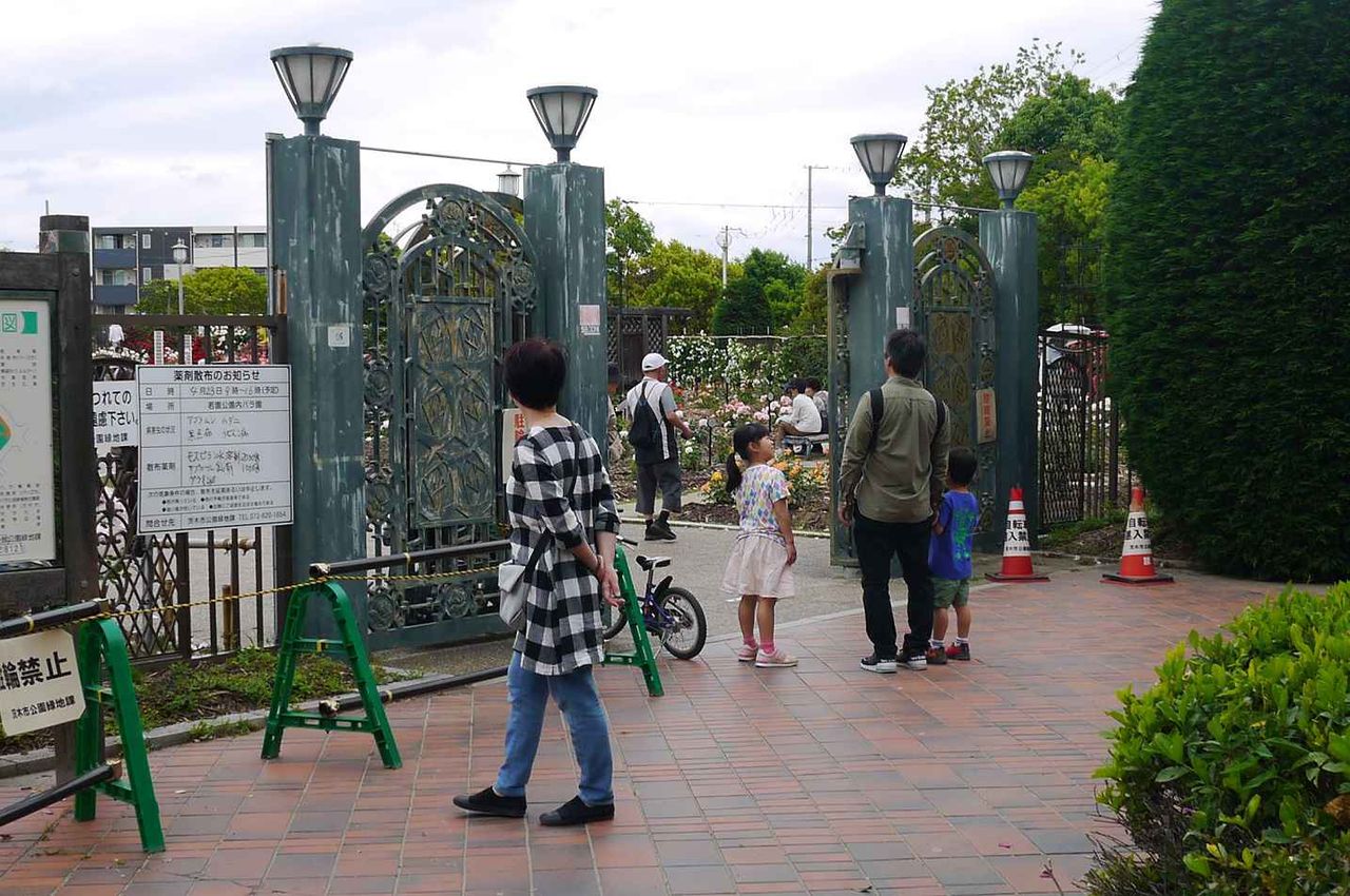 高槻から少しお出かけ 茨木市若園公園のバラが満開 19年 高槻network新聞