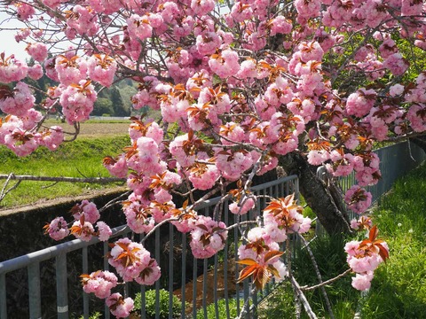 20250427樫田桜 (1)