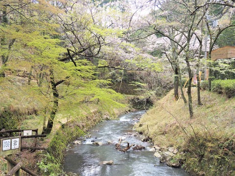 20230408樫田方面桜 (17)