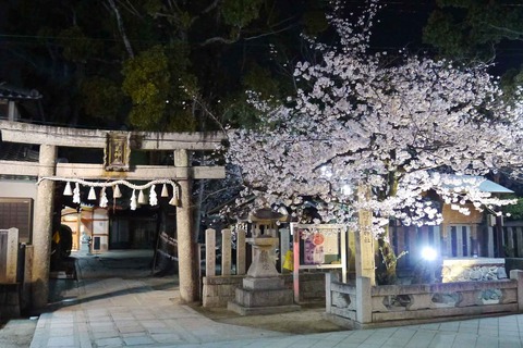 20200403sakura10