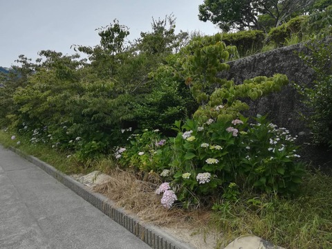 20230609アジサイ北清水 (9)