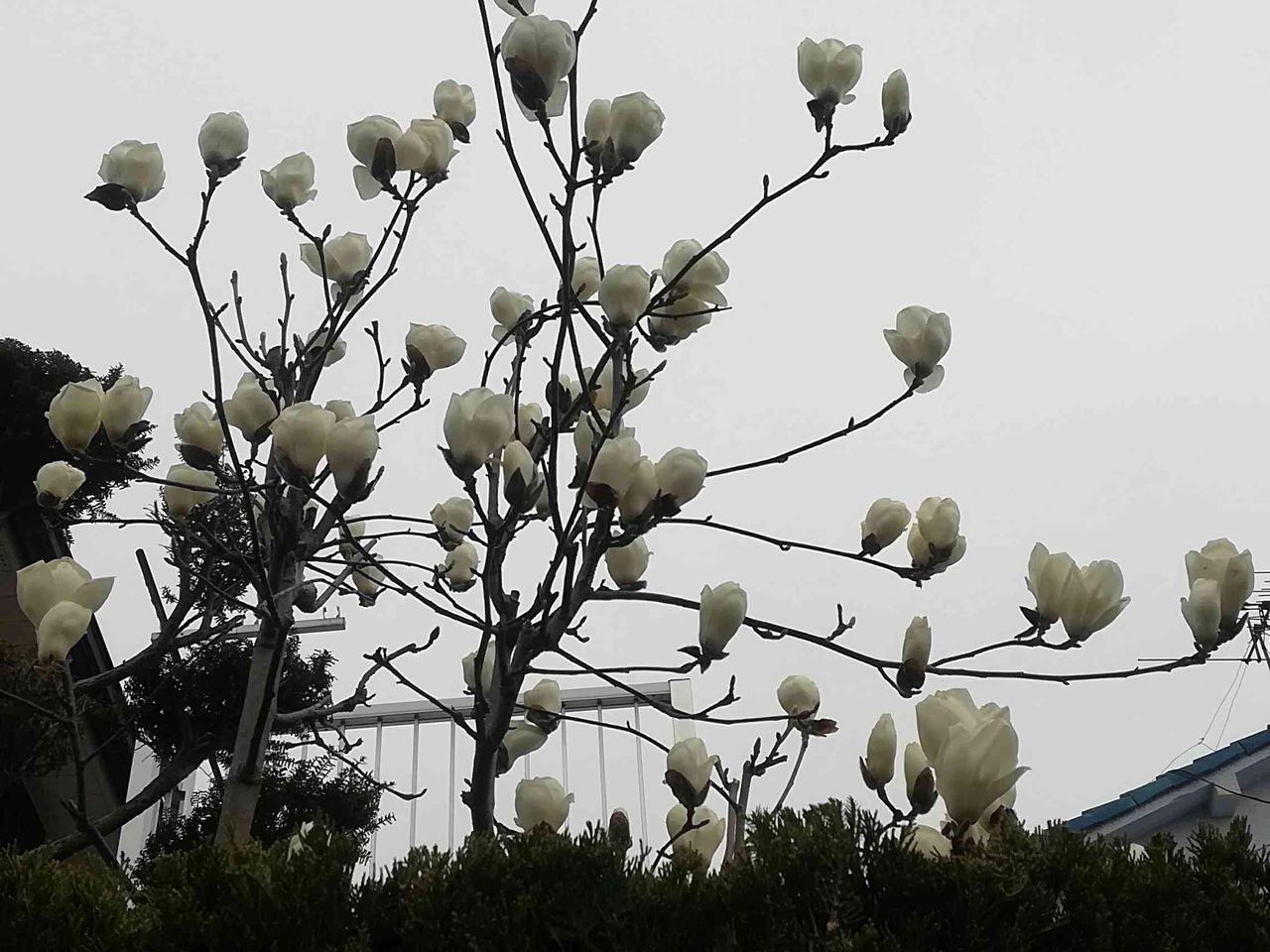 桜の前に街かどで咲くこの白い花は何 19年3月 高槻network新聞