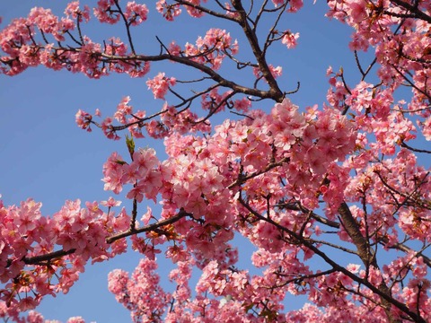 20230311河津桜 (9)