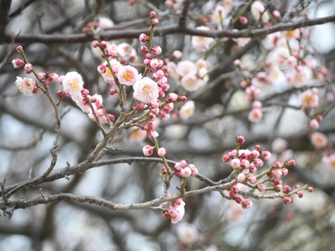 20260216高槻城公園南地区 (25)