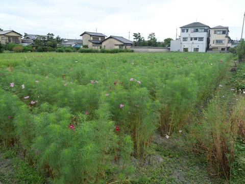 20240929コスモス (1)
