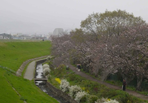 20200328_sakura2