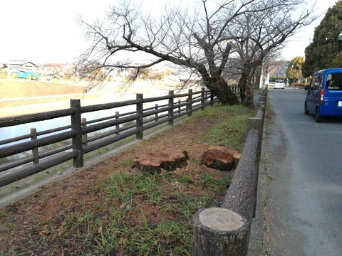 20240315芥川サクラ伐採 (5)